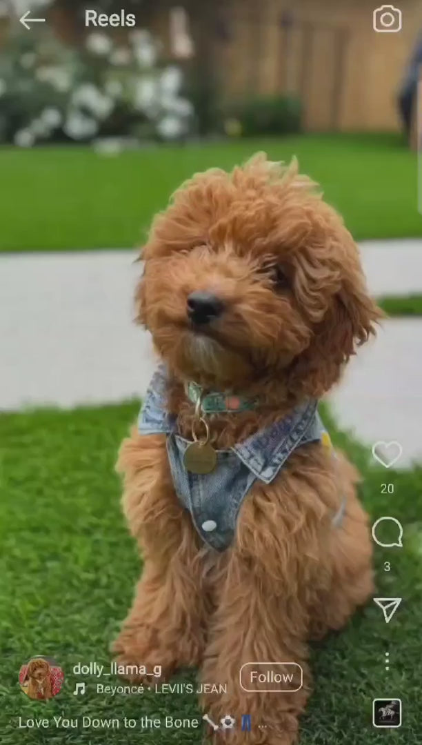 Pet Vest